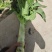 兰州高原夏菜红叶香莴苣