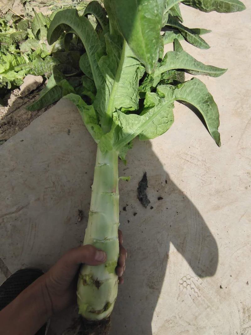 兰州高原夏菜红叶香莴苣