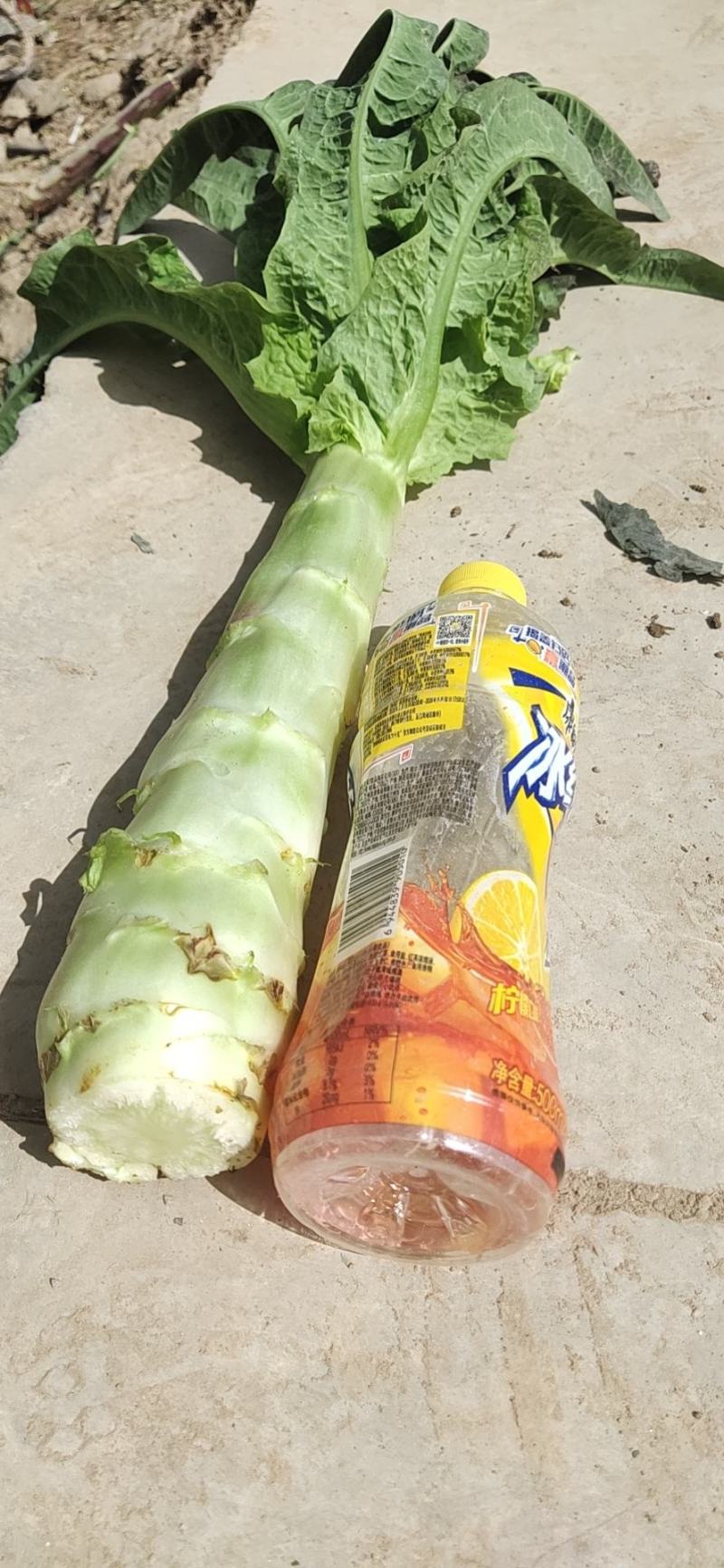 兰州高原夏菜红叶香莴苣