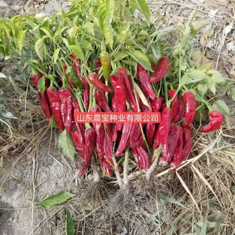 辣椒苗，品种齐全，价格优惠。单生高辣，簇生高产。基地直供