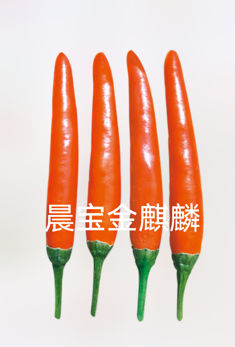 辣椒苗，品种齐全，价格优惠。单生高辣，簇生高产。基地直供
