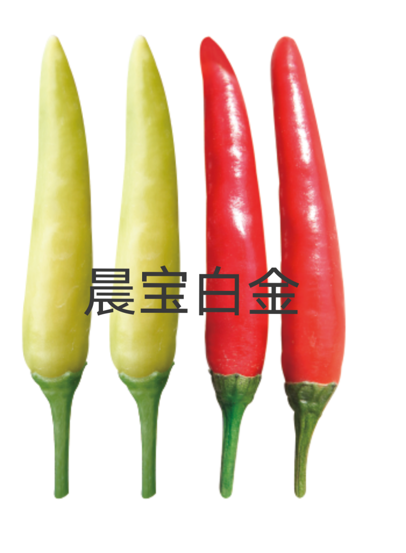 辣椒苗，品种齐全，价格优惠。单生高辣，簇生高产。基地直供