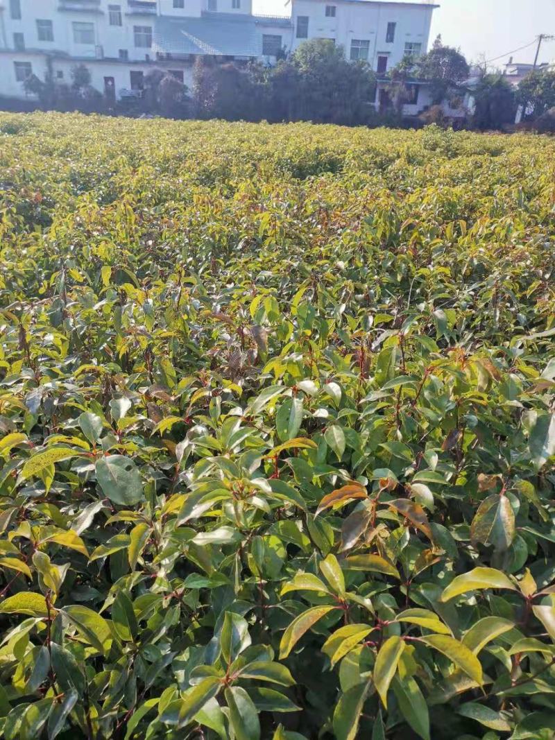 大量供应一年生香樟小苗，2-3公分香樟，自产自销，量大