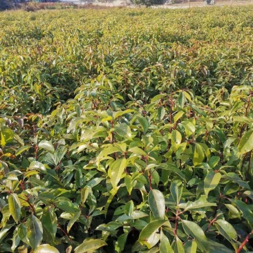 大量供应一年生香樟小苗，2-3公分香樟，自产自销，量大