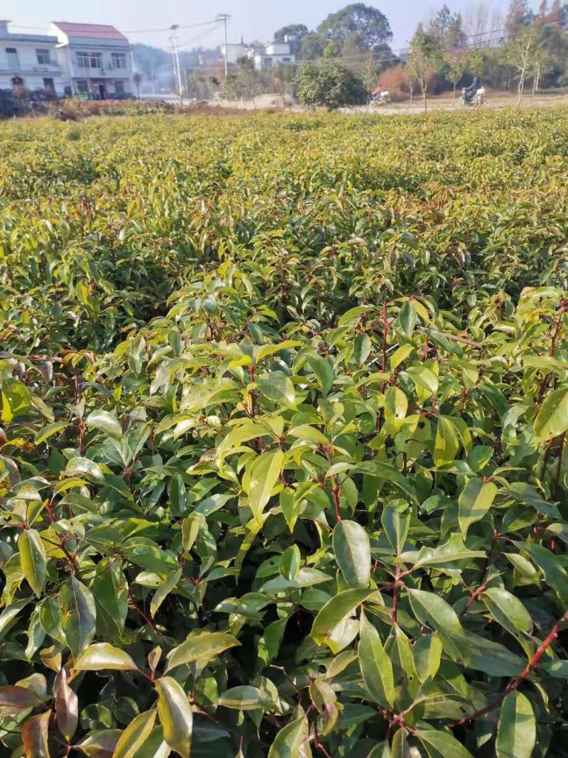 大量供应一年生香樟小苗，2-3公分香樟，自产自销，量大