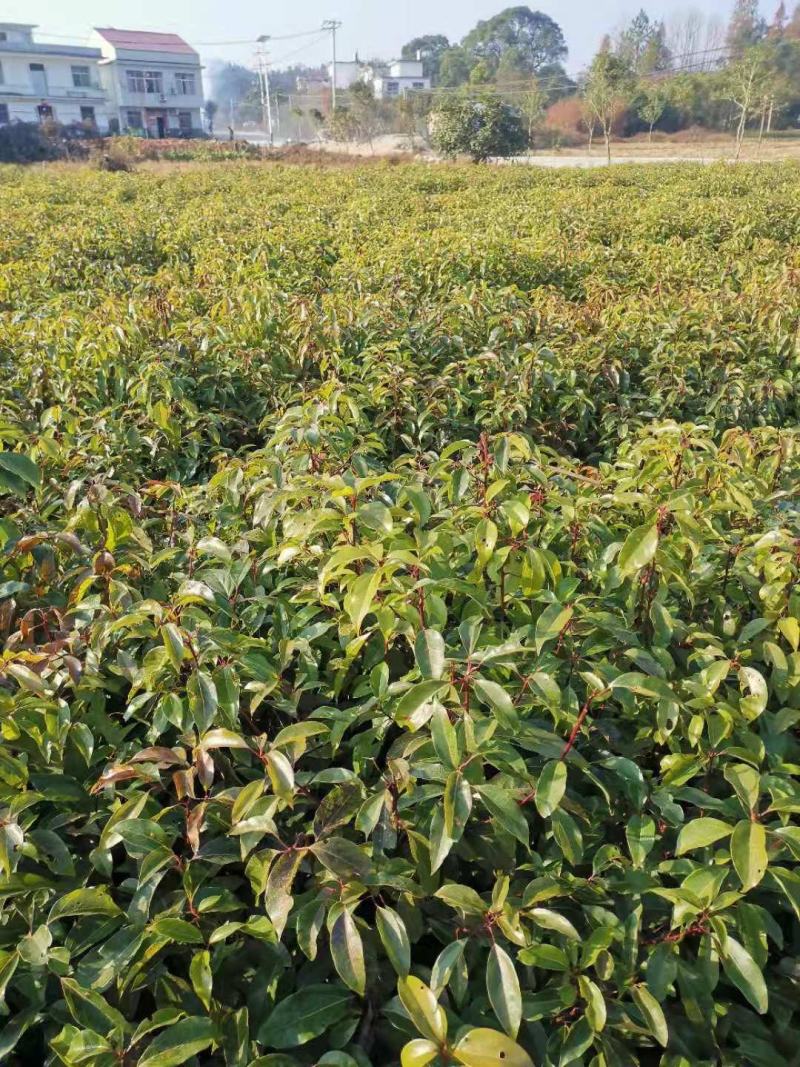 大量供应一年生香樟小苗，2-3公分香樟，自产自销，量大