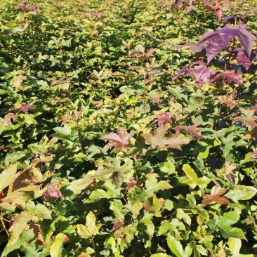 现货批发枫香苗，一年生裸根苗，基地直供，江西造林苗海量供