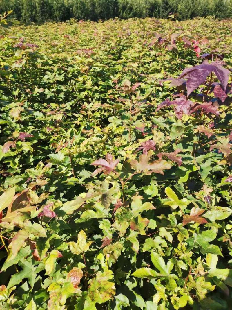 现货批发枫香苗，一年生裸根苗，基地直供，江西造林苗海量供