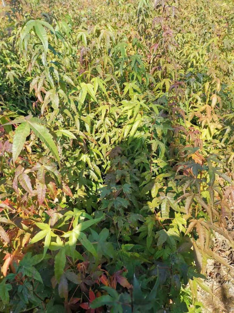 供应青枫，江西青枫小苗供应，基地主营树种，落叶乔木