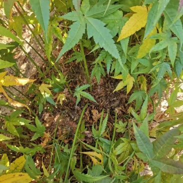 供应青枫，江西青枫小苗供应，基地主营树种，落叶乔木