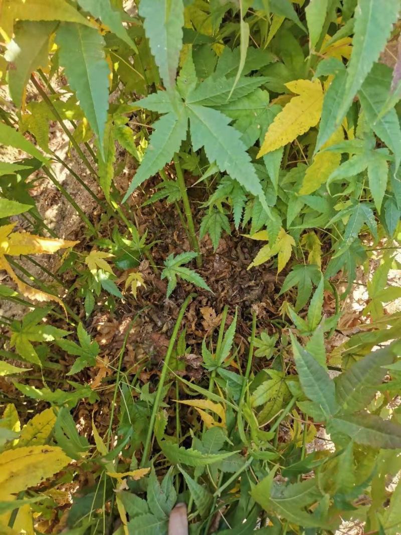 供应青枫，江西青枫小苗供应，基地主营树种，落叶乔木