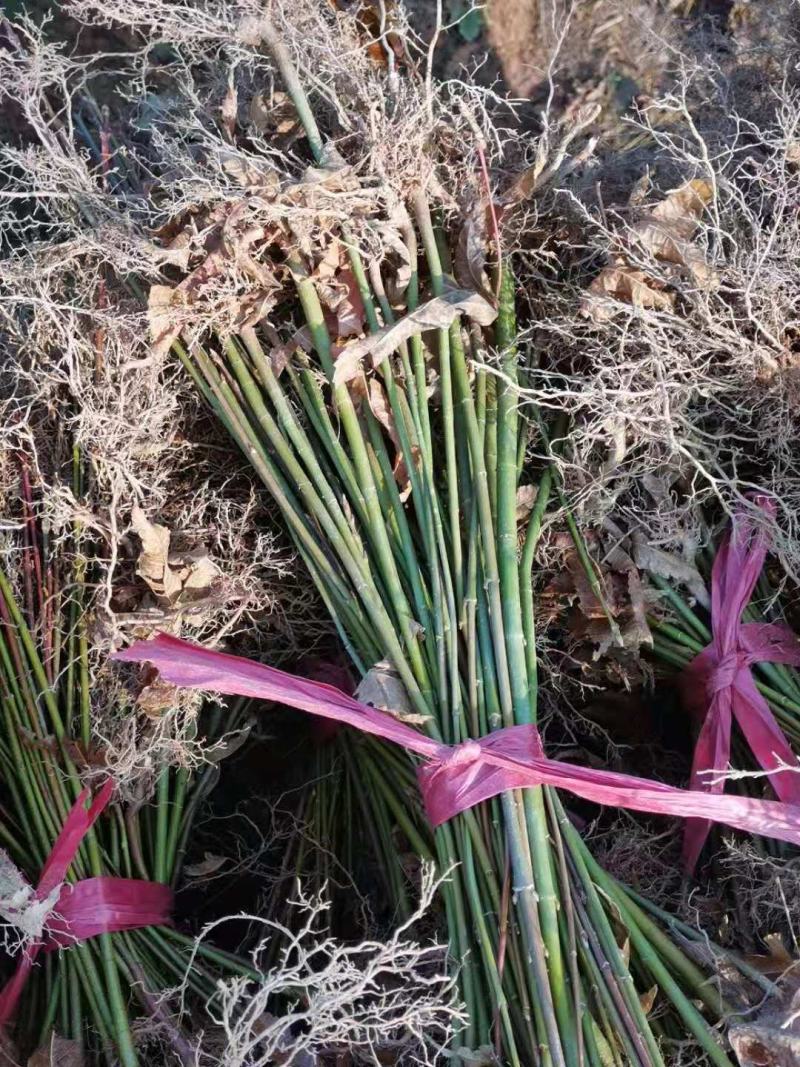 供应青枫，江西青枫小苗供应，基地主营树种，落叶乔木