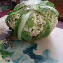 我们经营有机花大量上市了