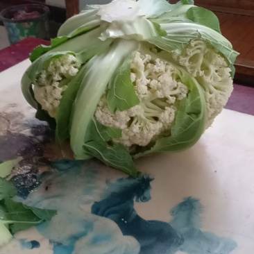 我们经营有机花大量上市了