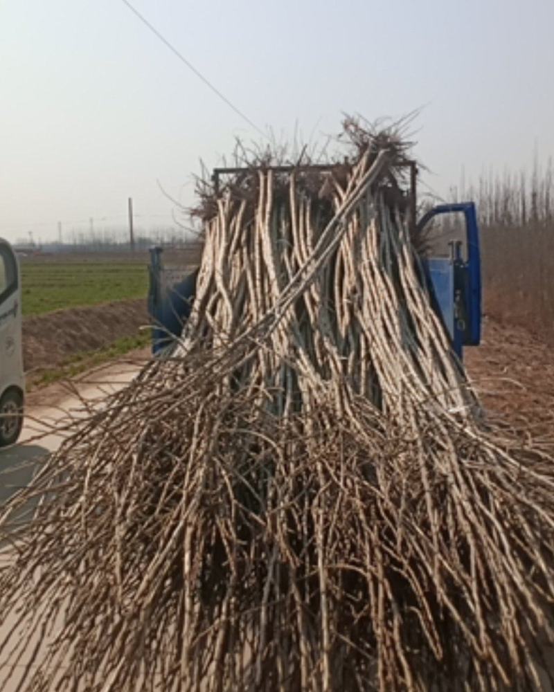 107速生杨，大量供应中，山东临清绿洲苗木种植基地