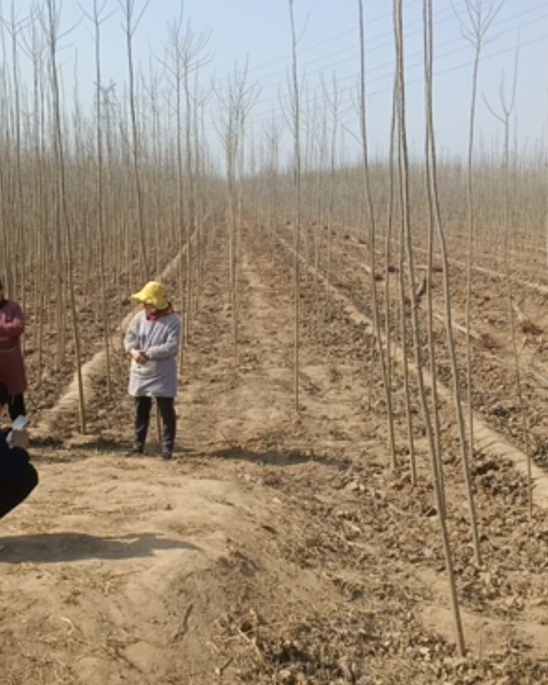 107速生杨，大量供应中，山东临清绿洲苗木种植基地