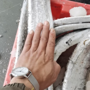 放流网的带鱼鲜度好。