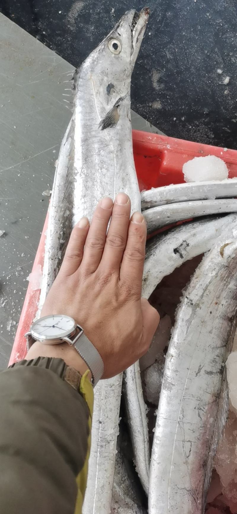 放流网的带鱼鲜度好。