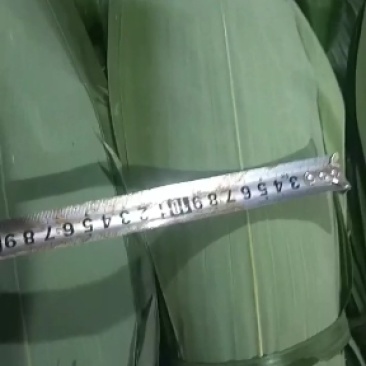 高山鲜粽叶，一手货源，产地直供，现采现发，欢迎各位预订