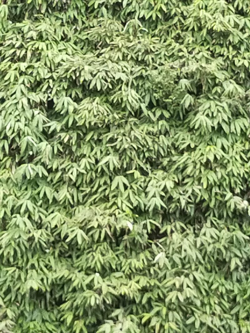 高山鲜粽叶，一手货源，产地直供，现采现发，欢迎各位预订