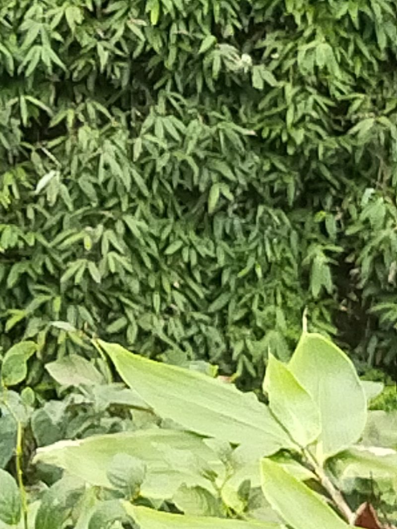 高山鲜粽叶，一手货源，产地直供，现采现发，欢迎各位预订