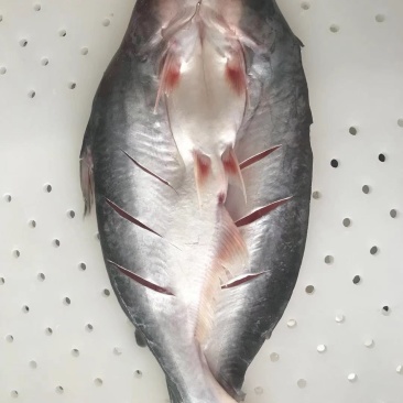 免浆巴沙鱼，原产地缅甸湄公河，肉质鲜嫩，刺少