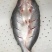 免浆巴沙鱼，原产地缅甸湄公河，肉质鲜嫩，刺少