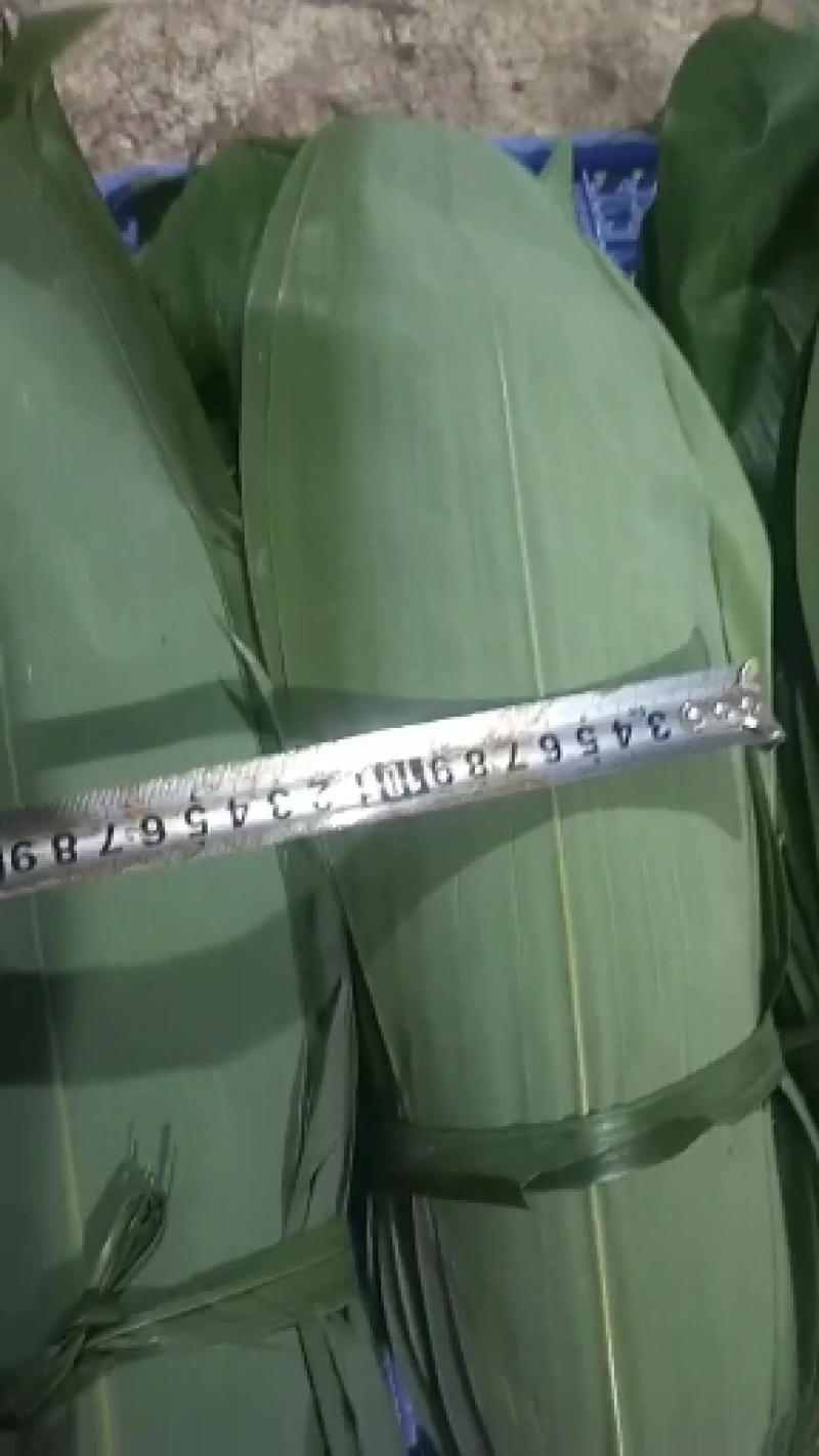 高山鲜粽叶，一手货源，产地直供，现采现发，欢迎各位预订