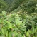 高山鲜粽叶，一手货源，产地直供，现采现发，欢迎各位预订