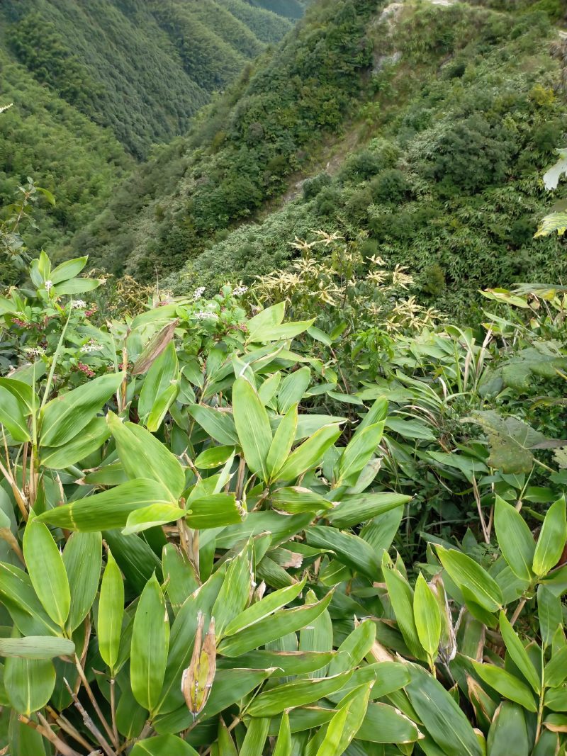 高山鲜粽叶，一手货源，产地直供，现采现发，欢迎各位预订