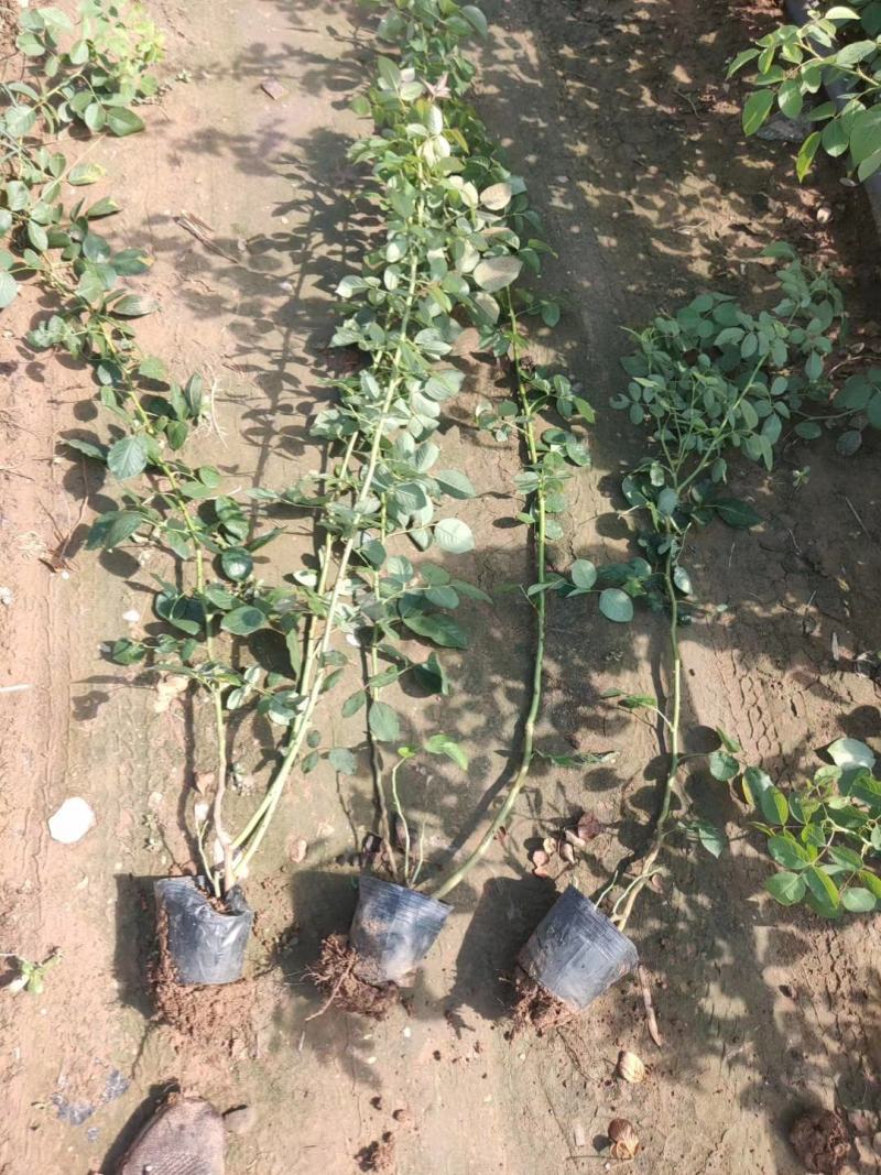 蔷薇大花蔷薇基地直销常年销售各种绿化苗