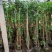蔷薇大花蔷薇基地直销常年销售各种绿化苗