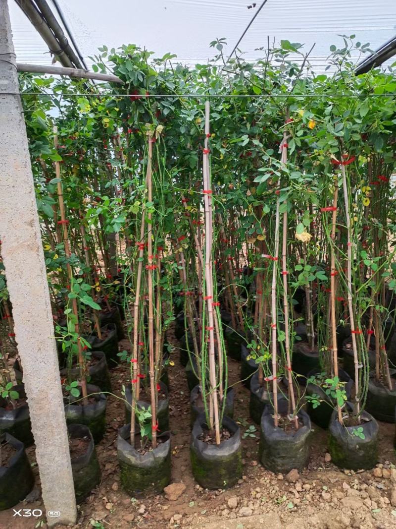 蔷薇大花蔷薇基地直销常年销售各种绿化苗