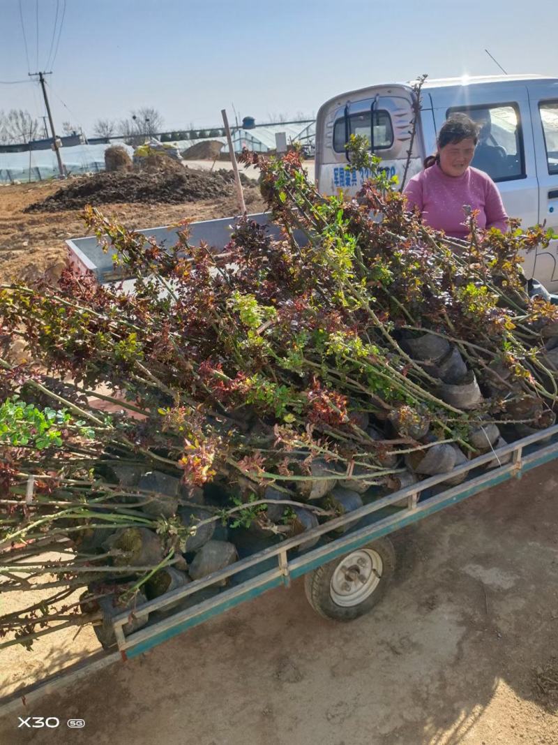 蔷薇大花蔷薇基地直销常年销售各种绿化苗