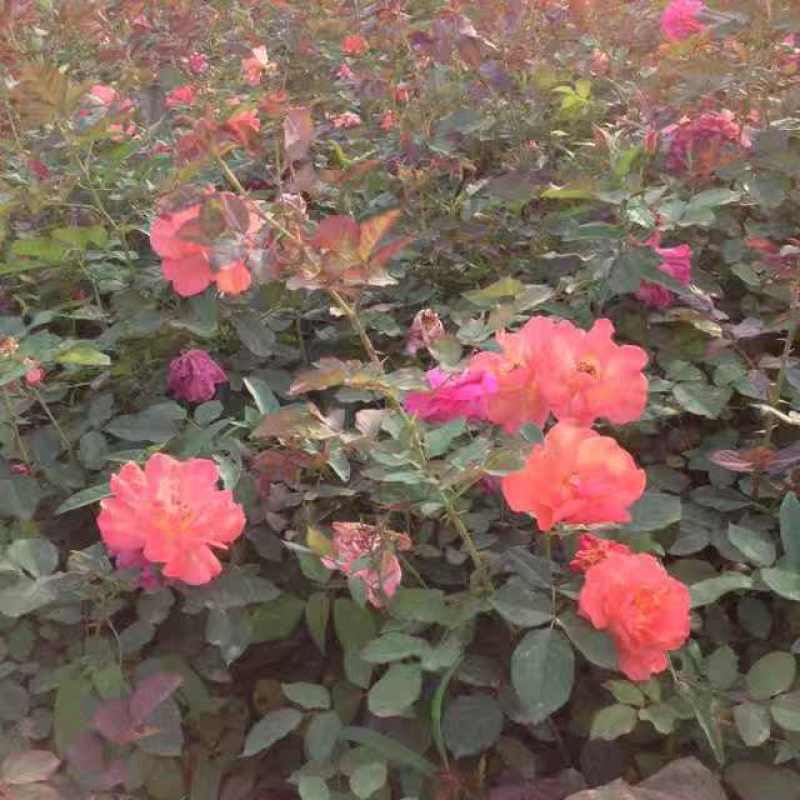 丰花月季，基地直销，常年销售各种绿化苗木。