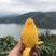 海南热带海洋水果贵妃芒果大量上市了，老板现场看货选货中
