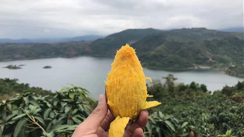 海南热带海洋水果贵妃芒果大量上市了，老板现场看货选货中