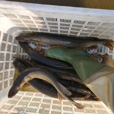 白斑狗鱼狗鱼鱼苗，冷水鱼性凶猛鱼类