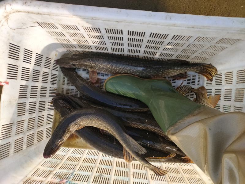 白斑狗鱼狗鱼鱼苗，冷水鱼性凶猛鱼类