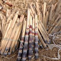 广西博白供应优质黑皮甘蔗种大灰种，大量供应，提供技术，。
