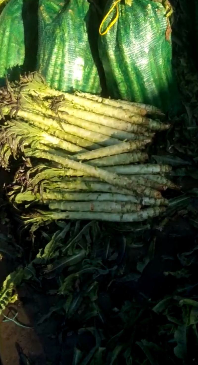 云南精品莴笋光杆，无空心，大量有货欢迎咨询采购