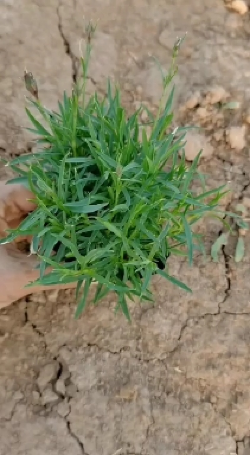 欧石竹粉贝#常年开花，冬天长绿（俗称开花机器）