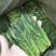 2024新茶【太平猴魁】兰花香味口感饱满香甜。