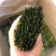 2024新茶【太平猴魁】兰花香味口感饱满香甜。