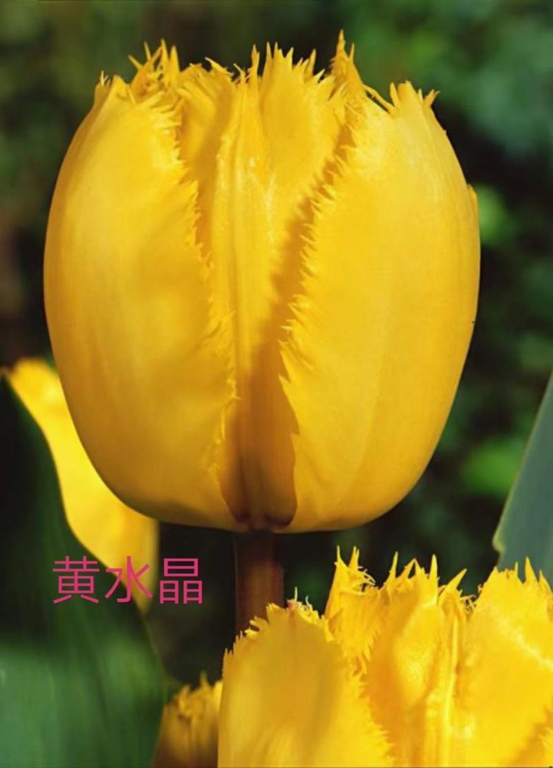郁金香，基地直销，常年供应各种绿化苗木，