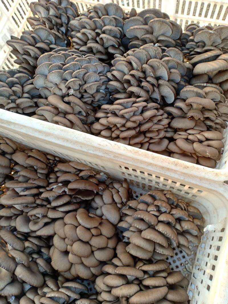 平菇大量，价格低，货源保证
