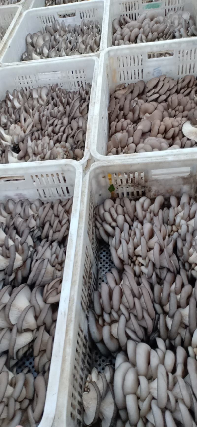 平菇大量，价格低，货源保证
