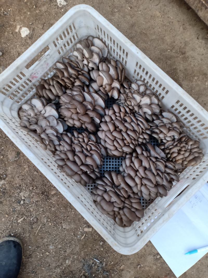 平菇大量，价格低，货源保证