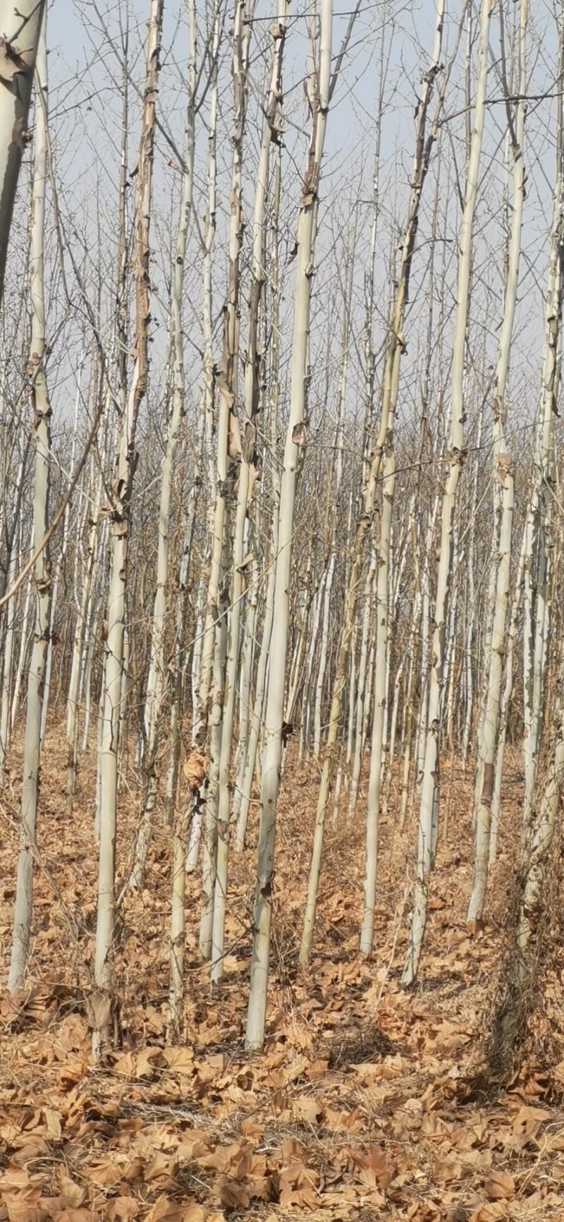 供应5-15公分法桐树苗山西法桐价格优惠