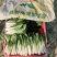 小白菜，精品广白，广东小白菜，黑叶白，好品质好市场，